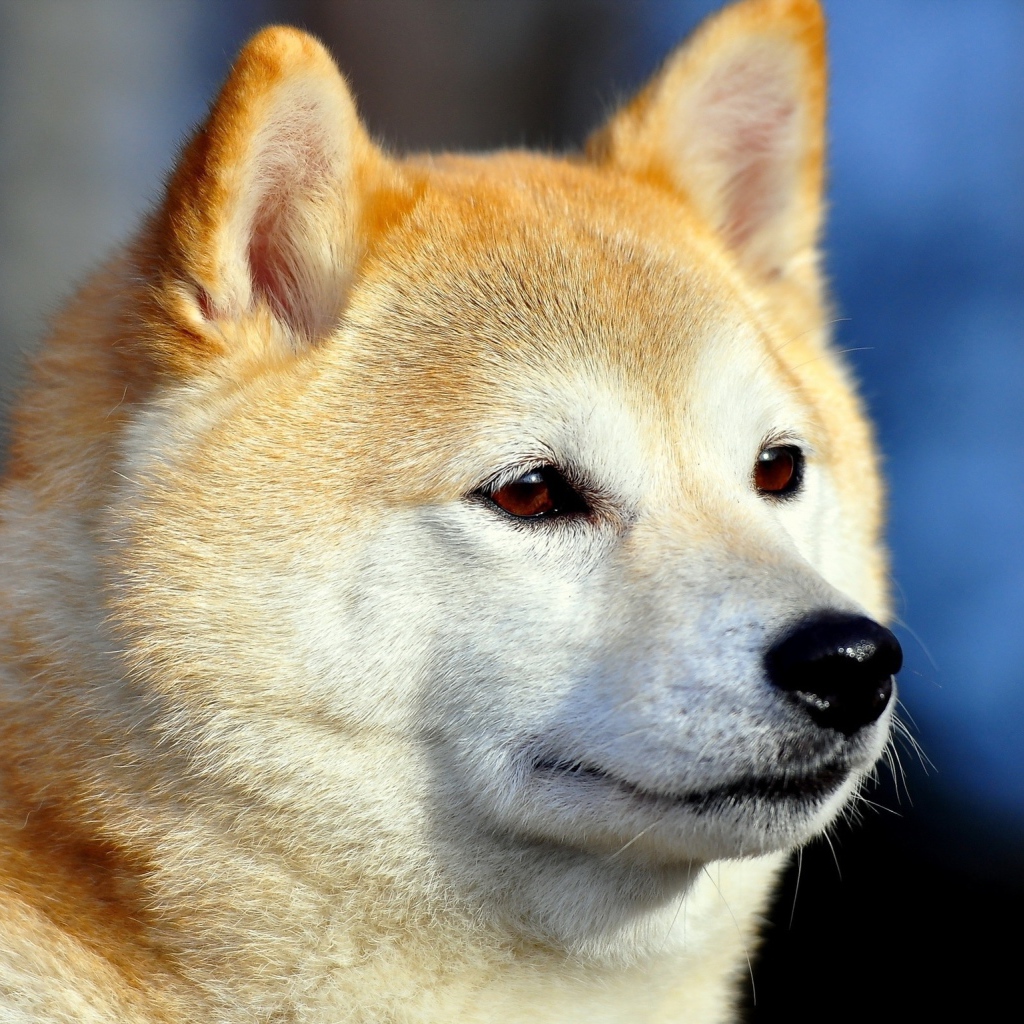 Акита-ину засмотрелась