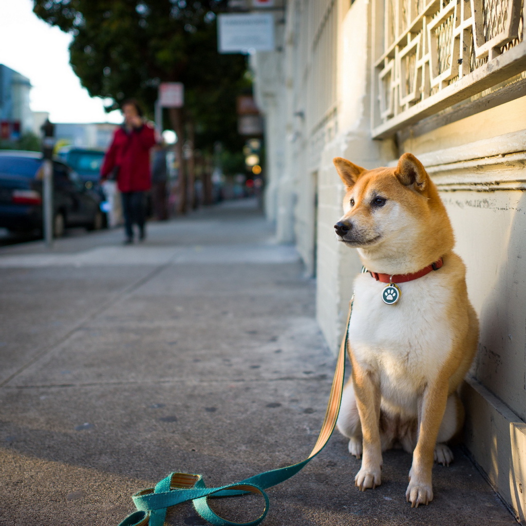 Akita Inu waiting for the owner