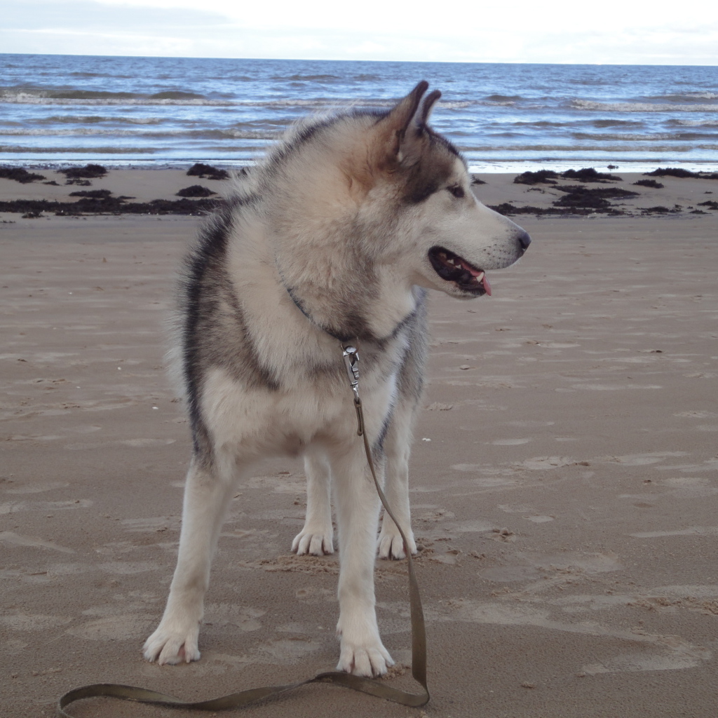 Аляскинский маламут на берегу моря