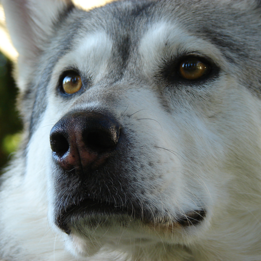 Аляскинский маламут крупным планом