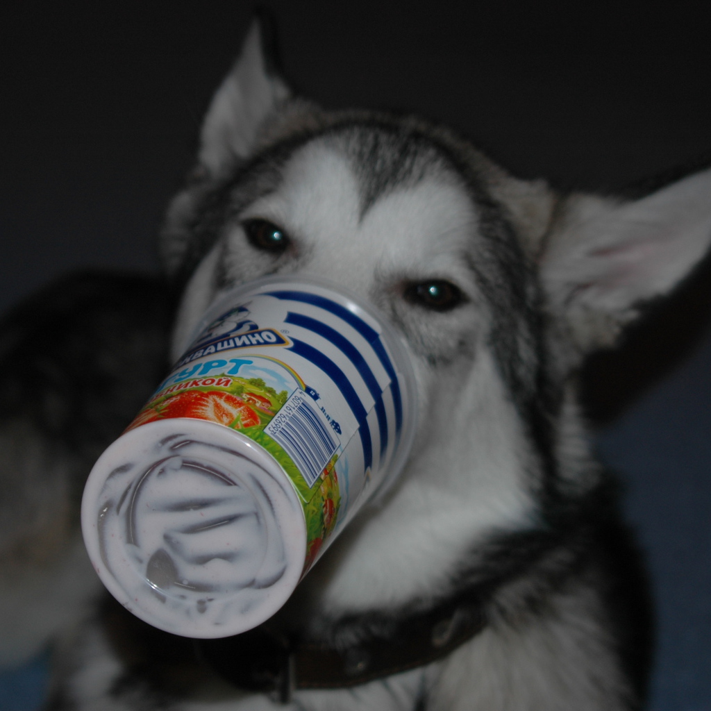 Аляскинский маламут ужинает