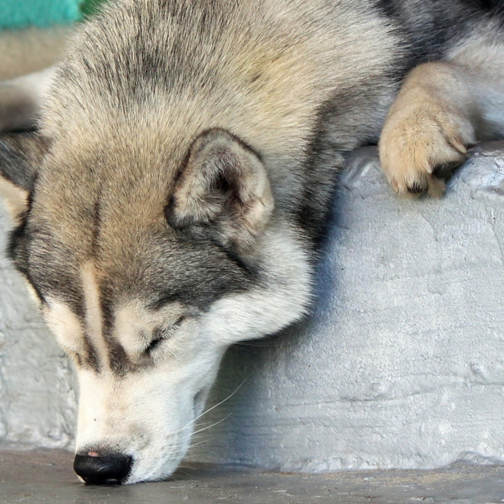 Аляскинский маламут уснул
