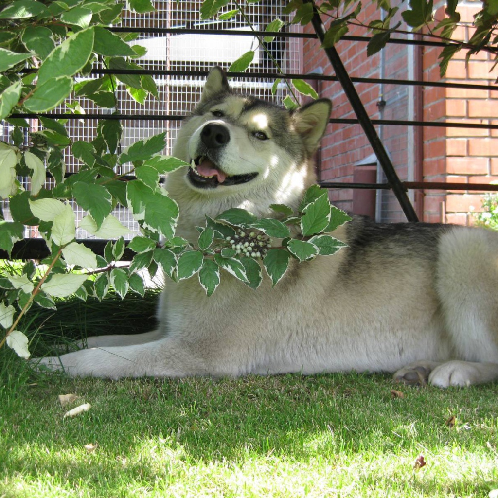 Аляскинский маламут в кустах