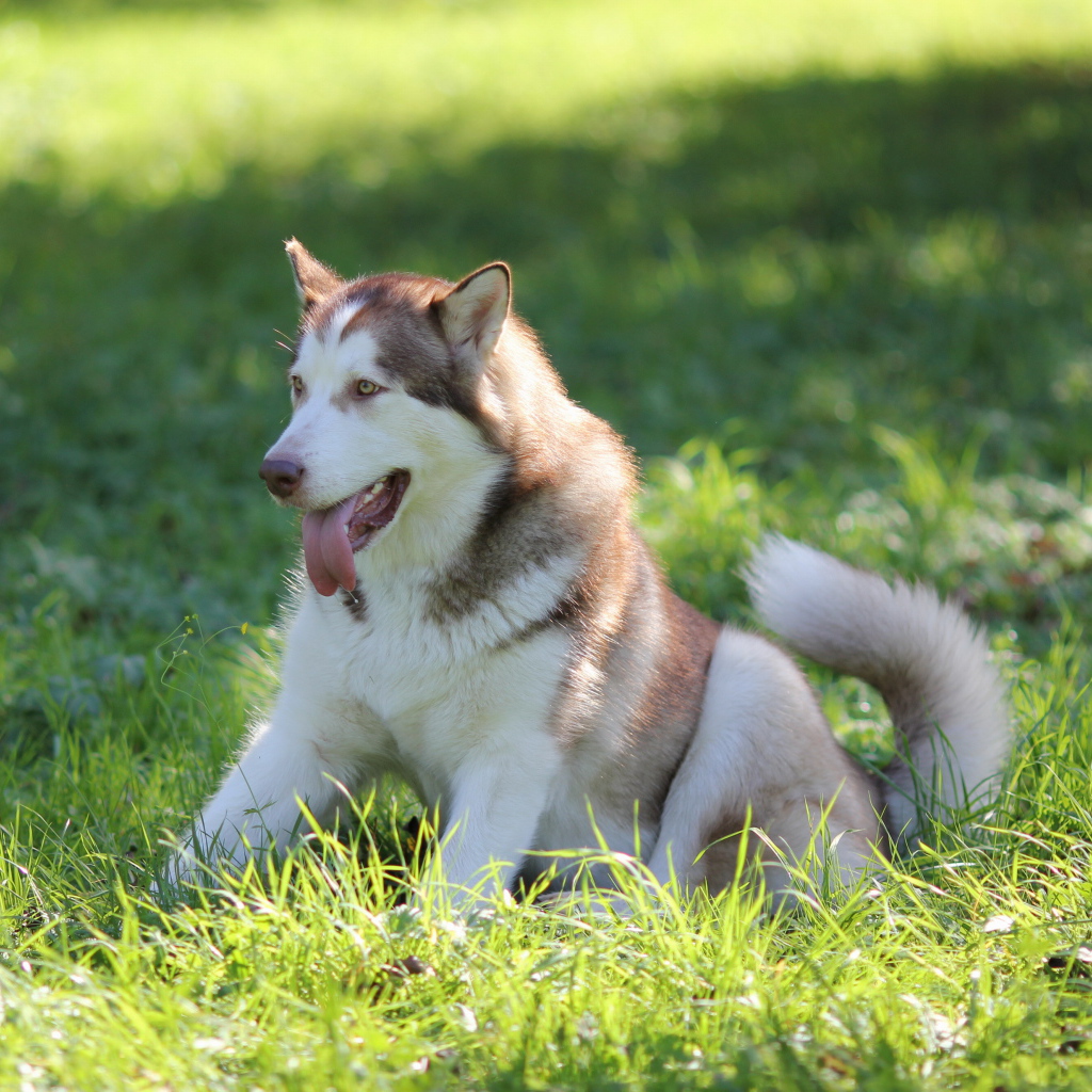 Аляскинский маламут в траве