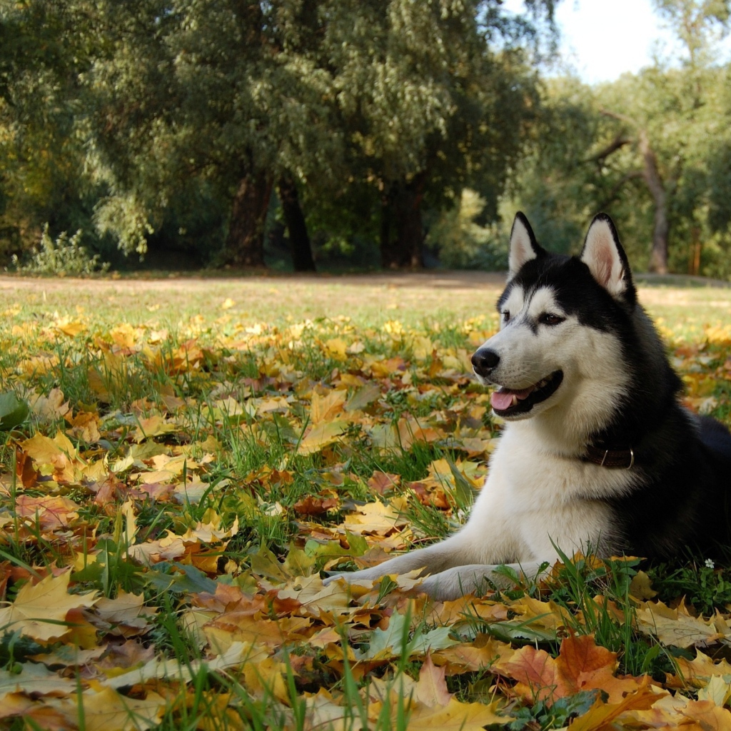 Аляскинский маламут на осенних листьях