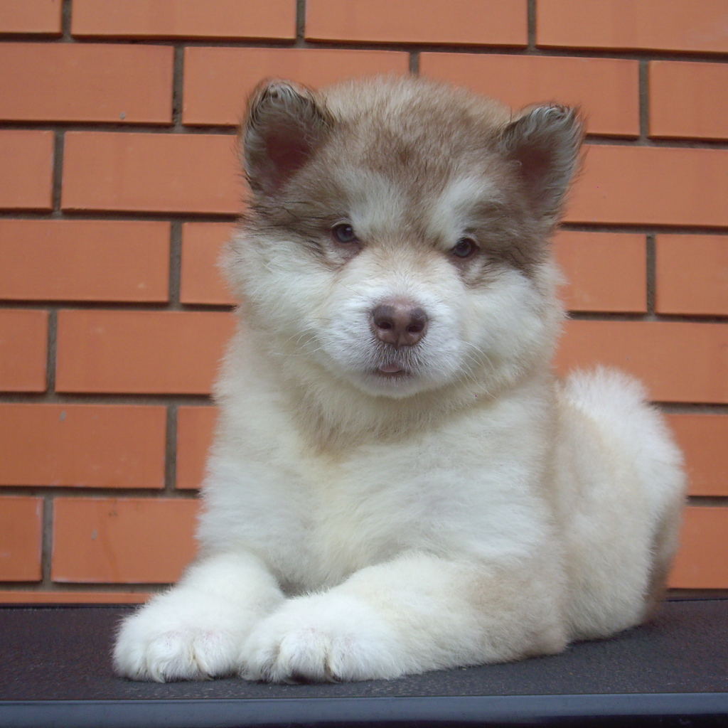 Щенок аляскинского маламута показывает язык