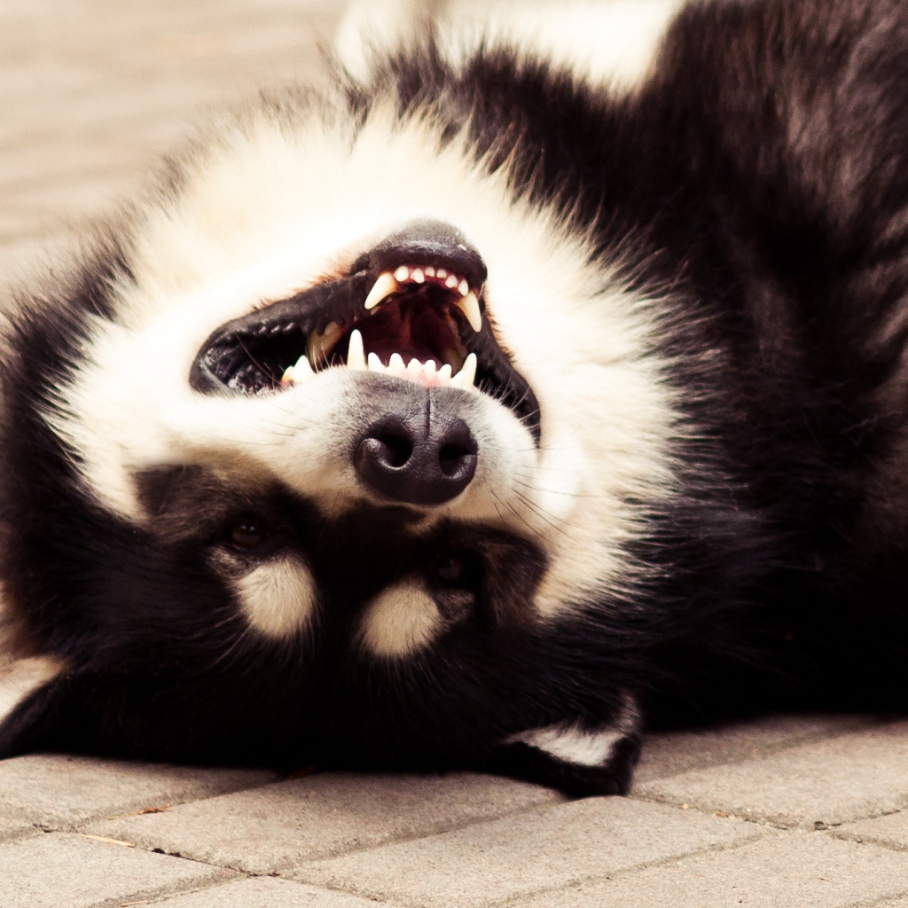 Аляскинский маламут улыбается