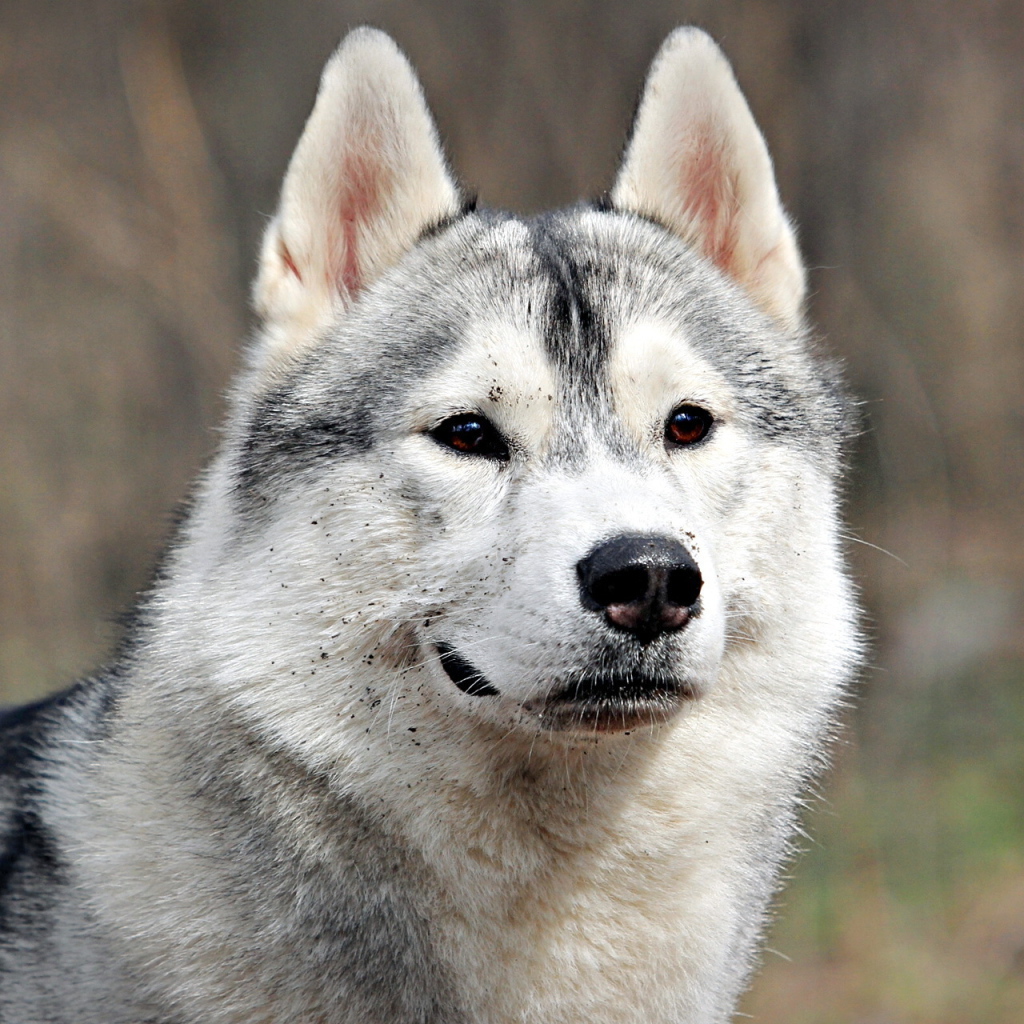 Аляскинский маламут испачкался
