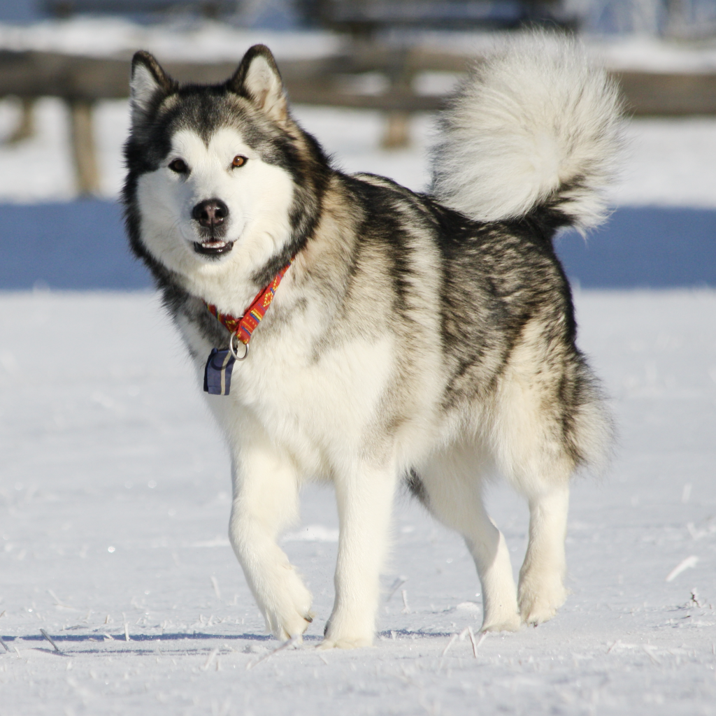 Аляскинский маламут засмотрелся