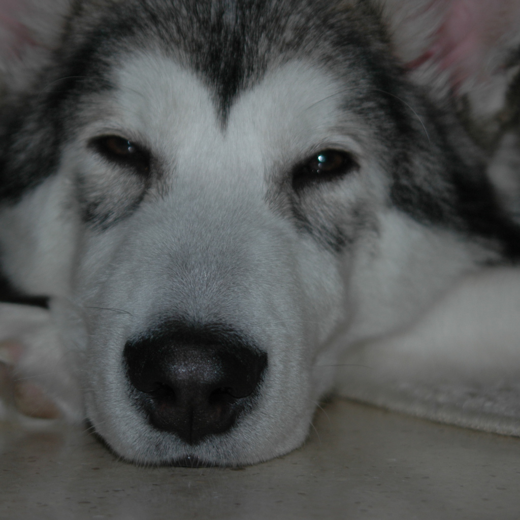 Аляскинский маламут хочет спать