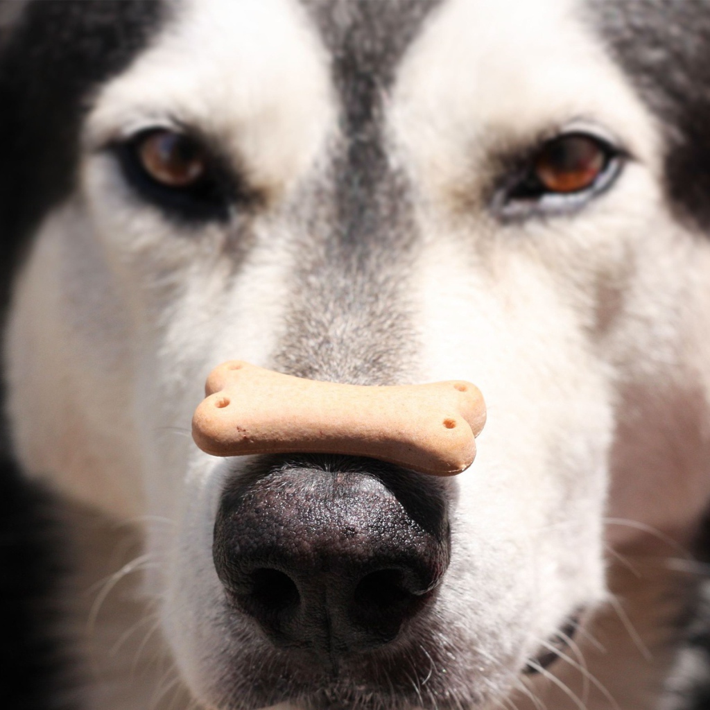 Аляскинский маламут с лакомством на носу