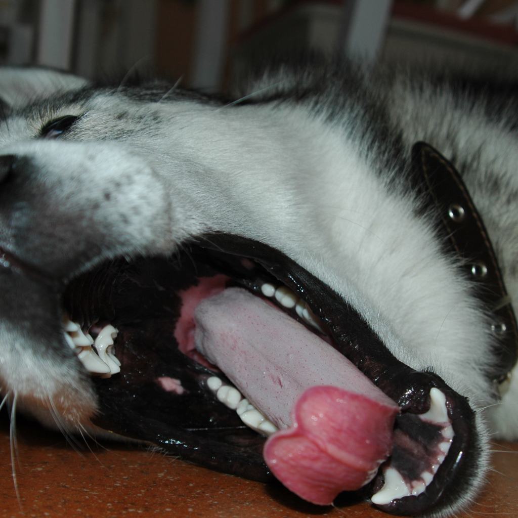 Аляскинский маламут зевнул