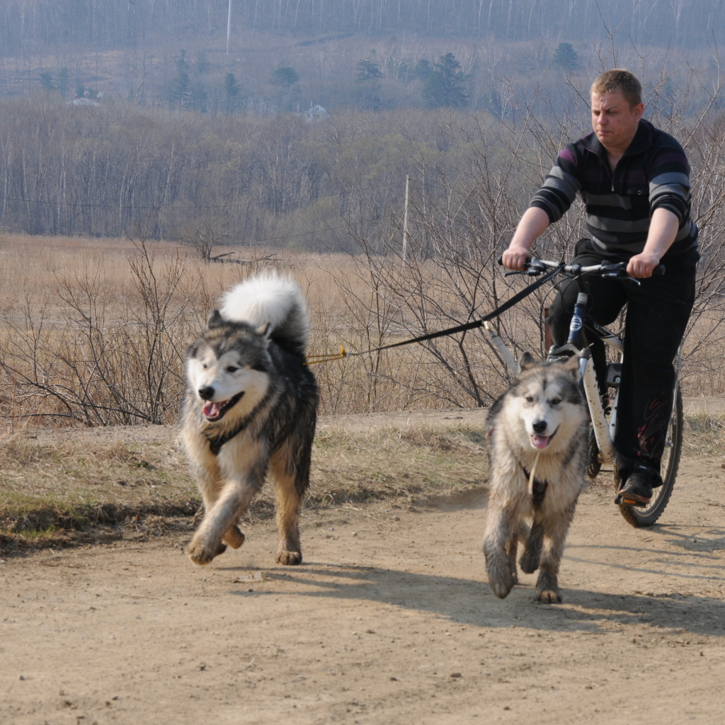 Аляскинские маламуты в летнем варианте упряжки