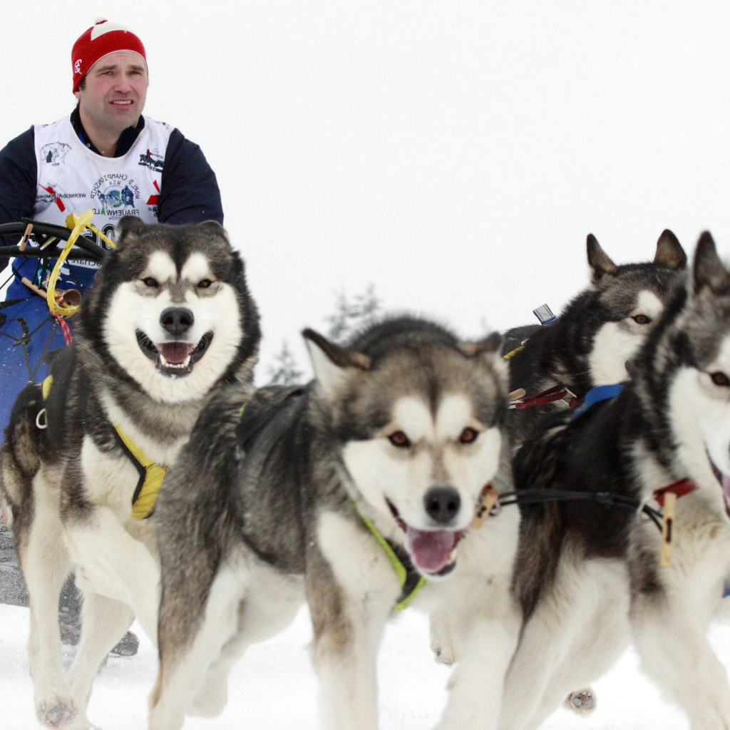 Аляскинские маламуты бегут в упряжке