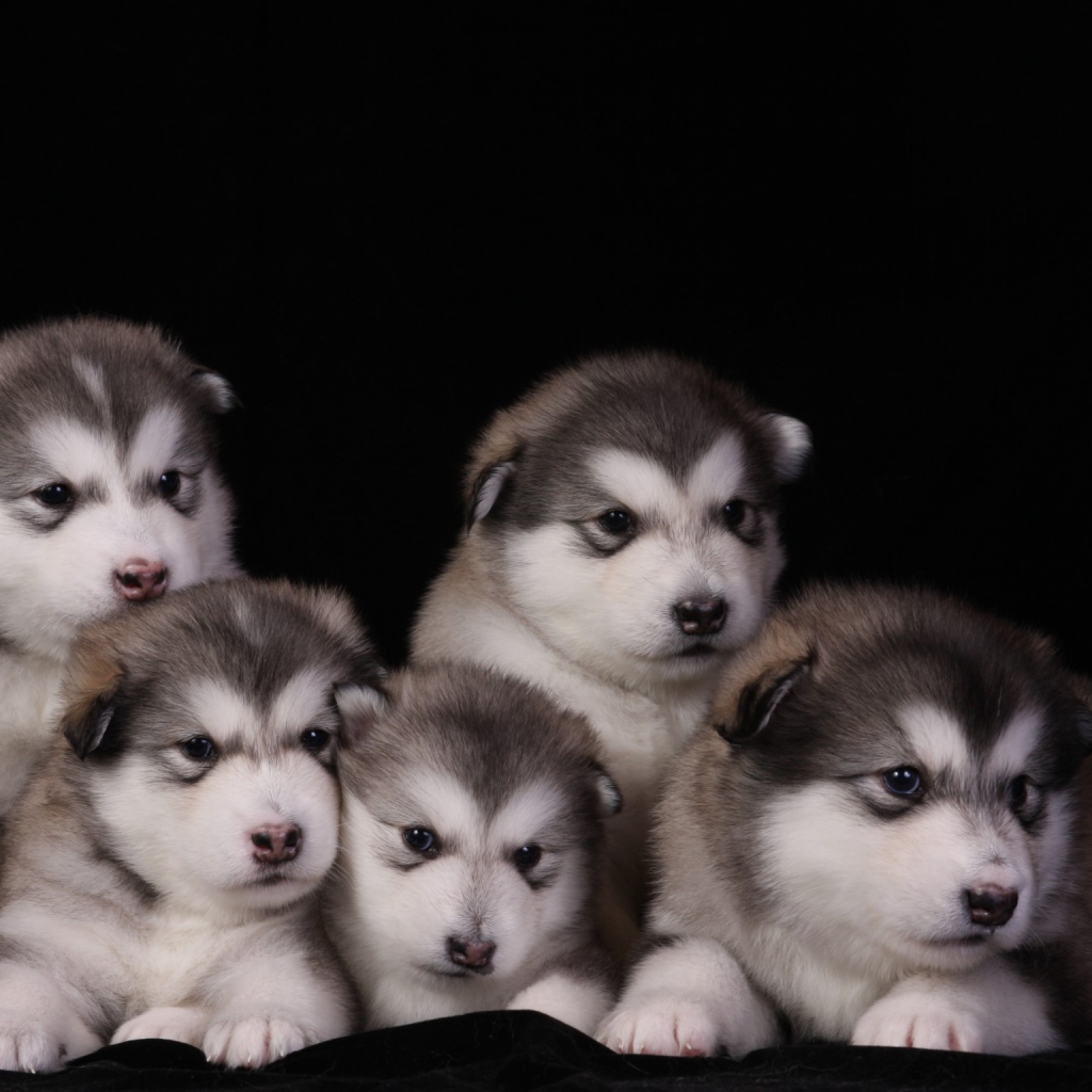 Щенки аляскинского маламута