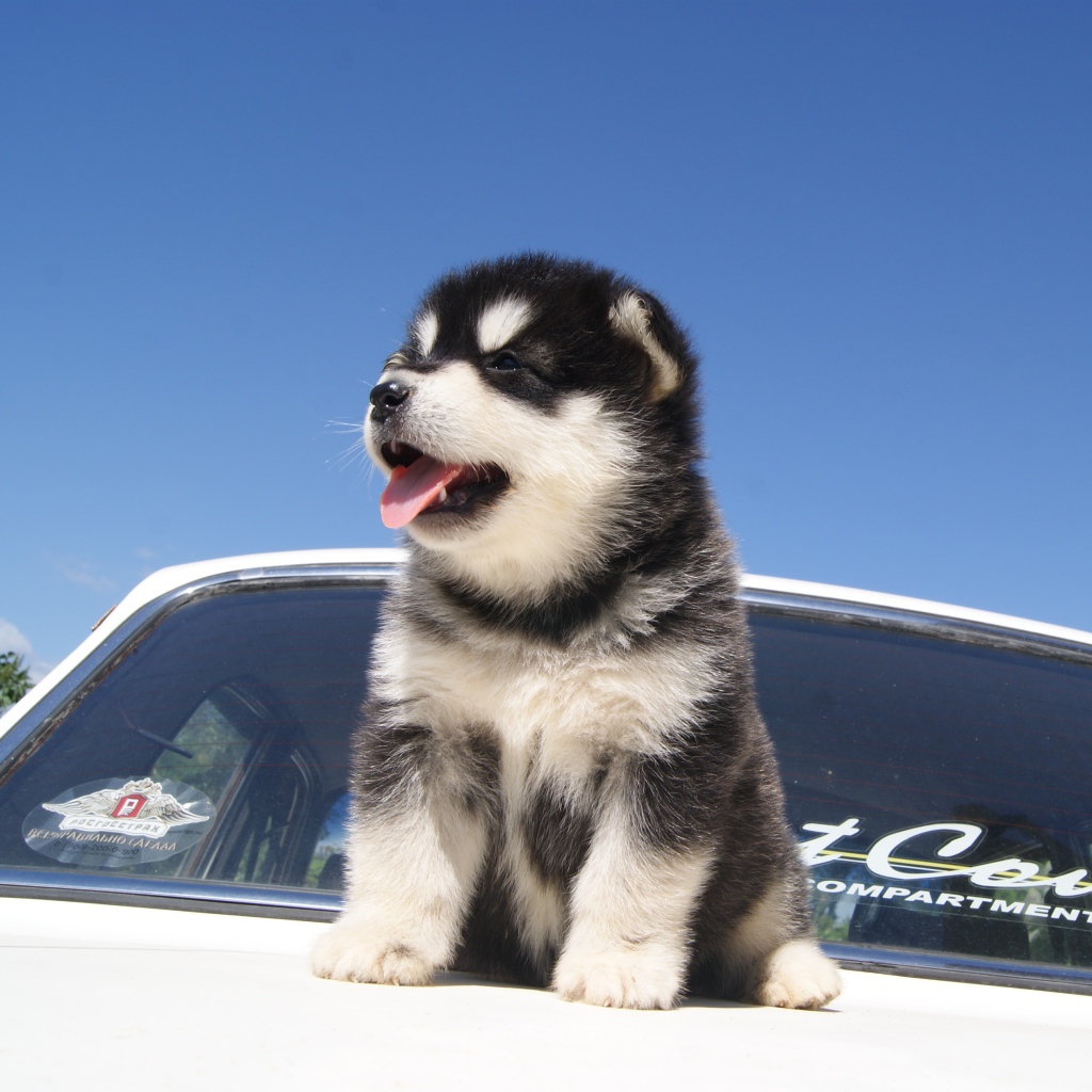 Щенок аляскинского маламута на капоте машины