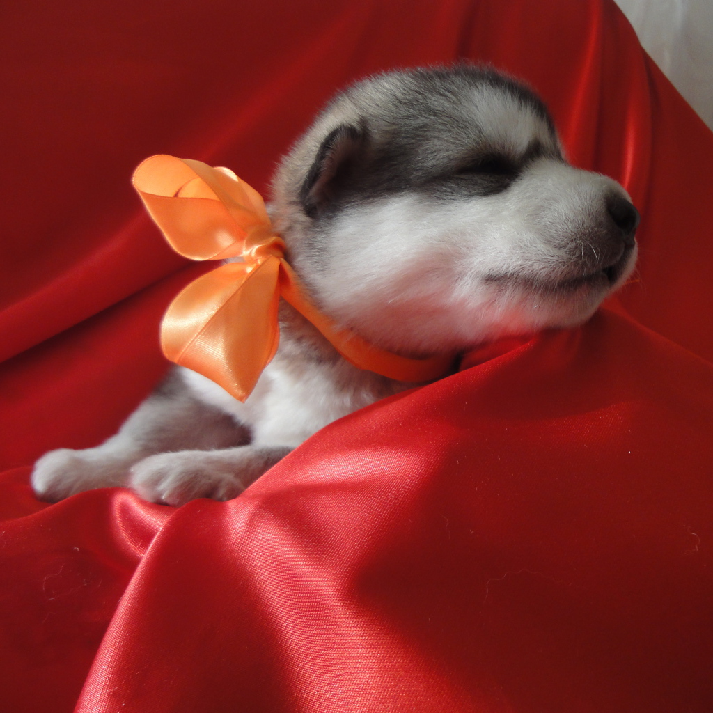 Щенок аляскинского маламута с бантом