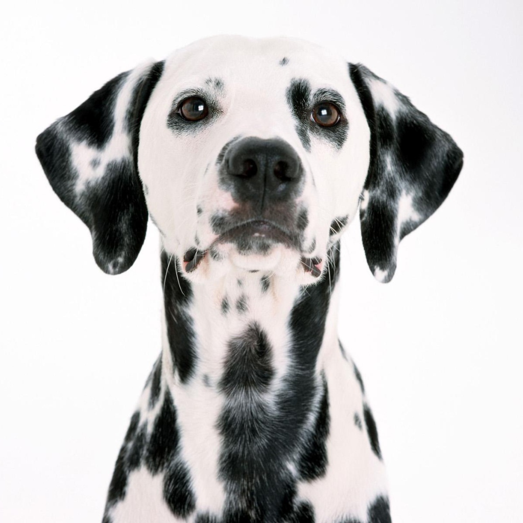 Удивительный далматин