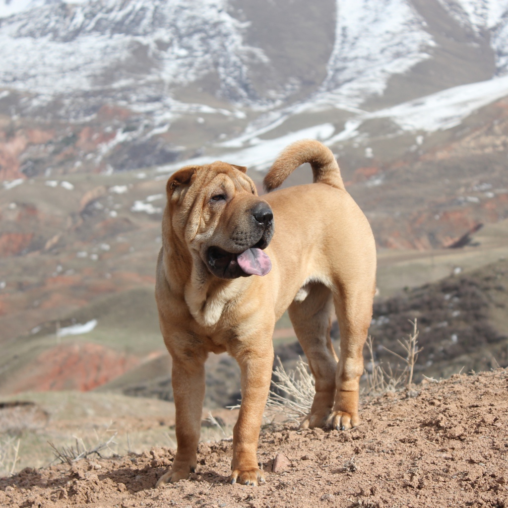 Удивительный Шарпей в горах
