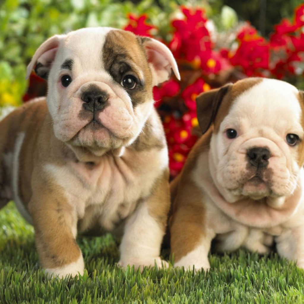Щенки америнского бульдога