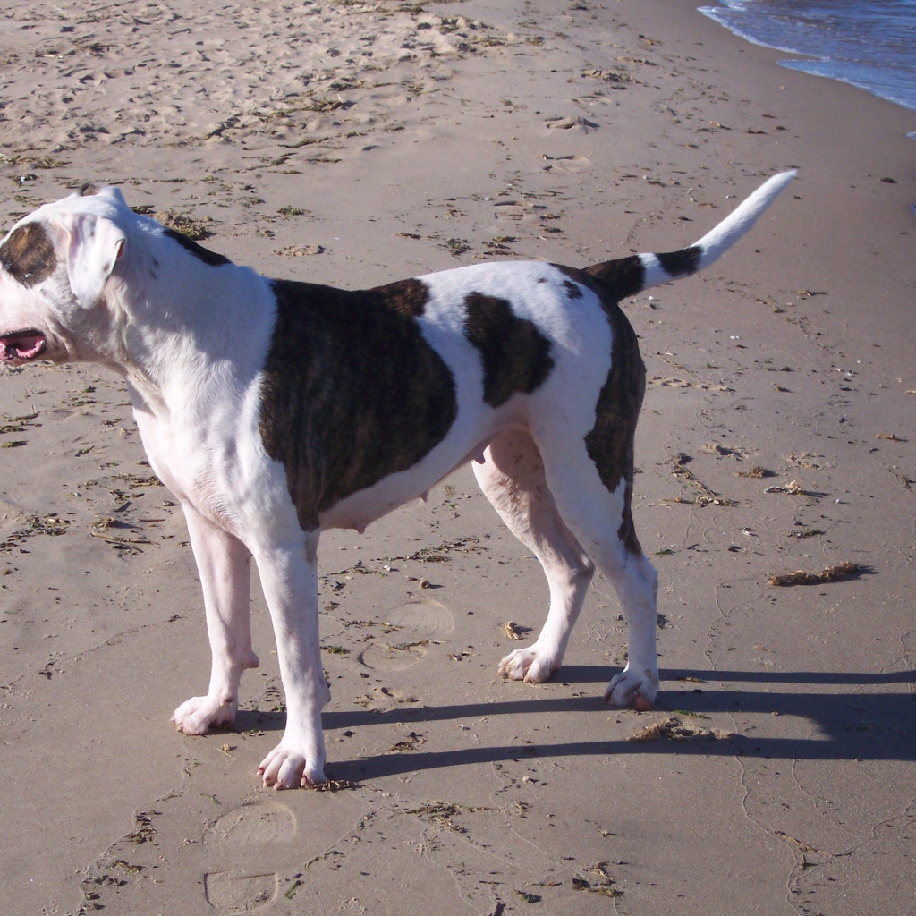 Американский бульдог возле моря