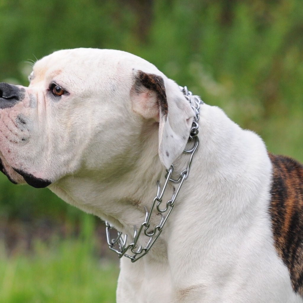 Американский бульдог на фоне природы