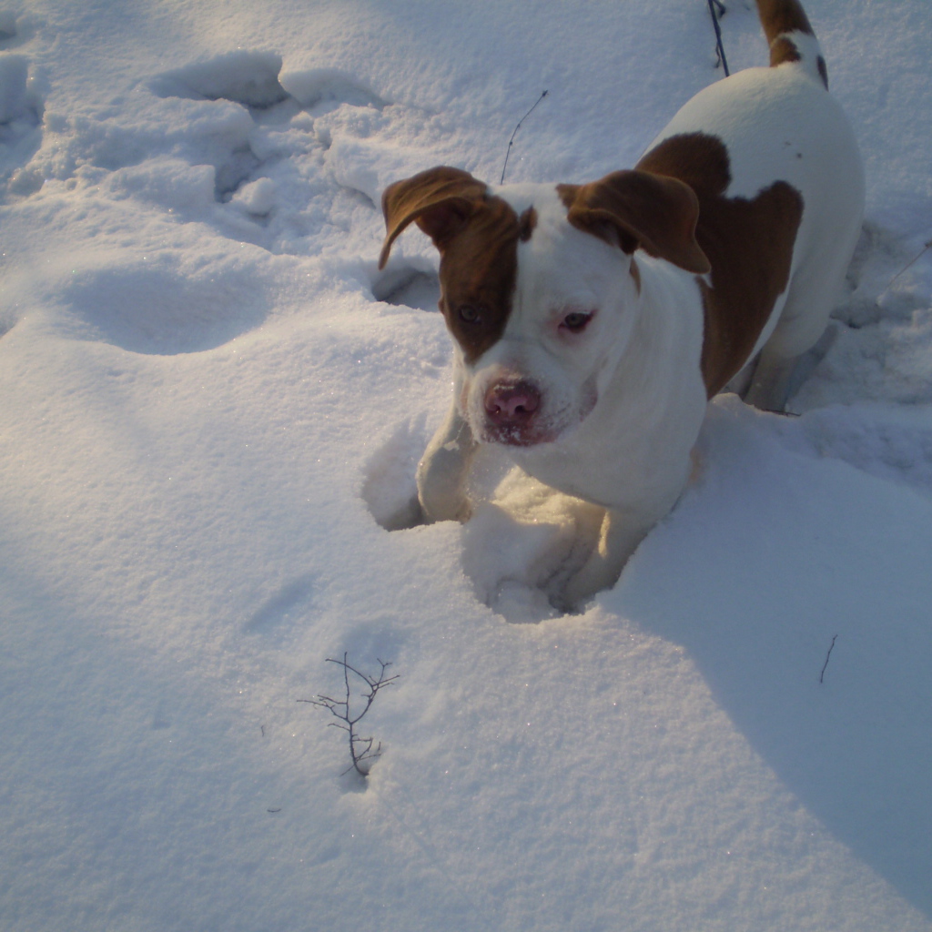 Американский бульдог играет в снегу