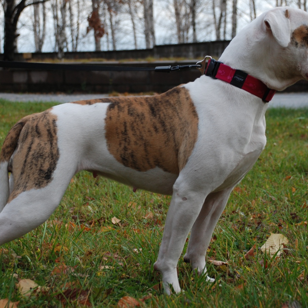 Американский бульдог кого-то увидел