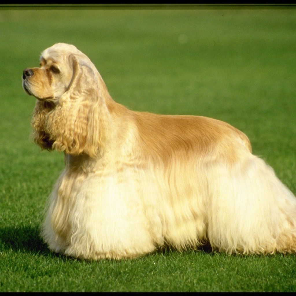 Американский кокер-спаниель на траве