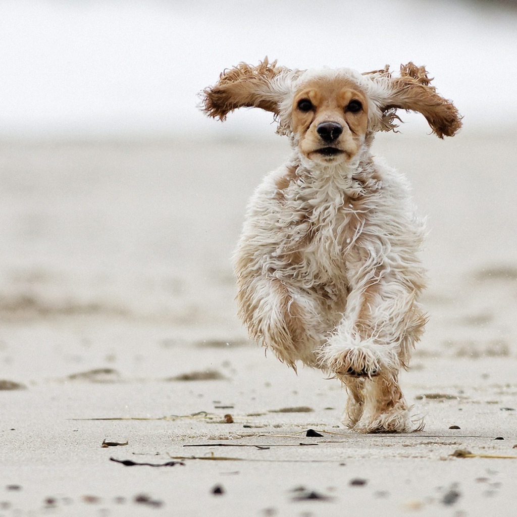 Американский кокер-спаниель бежит по песку