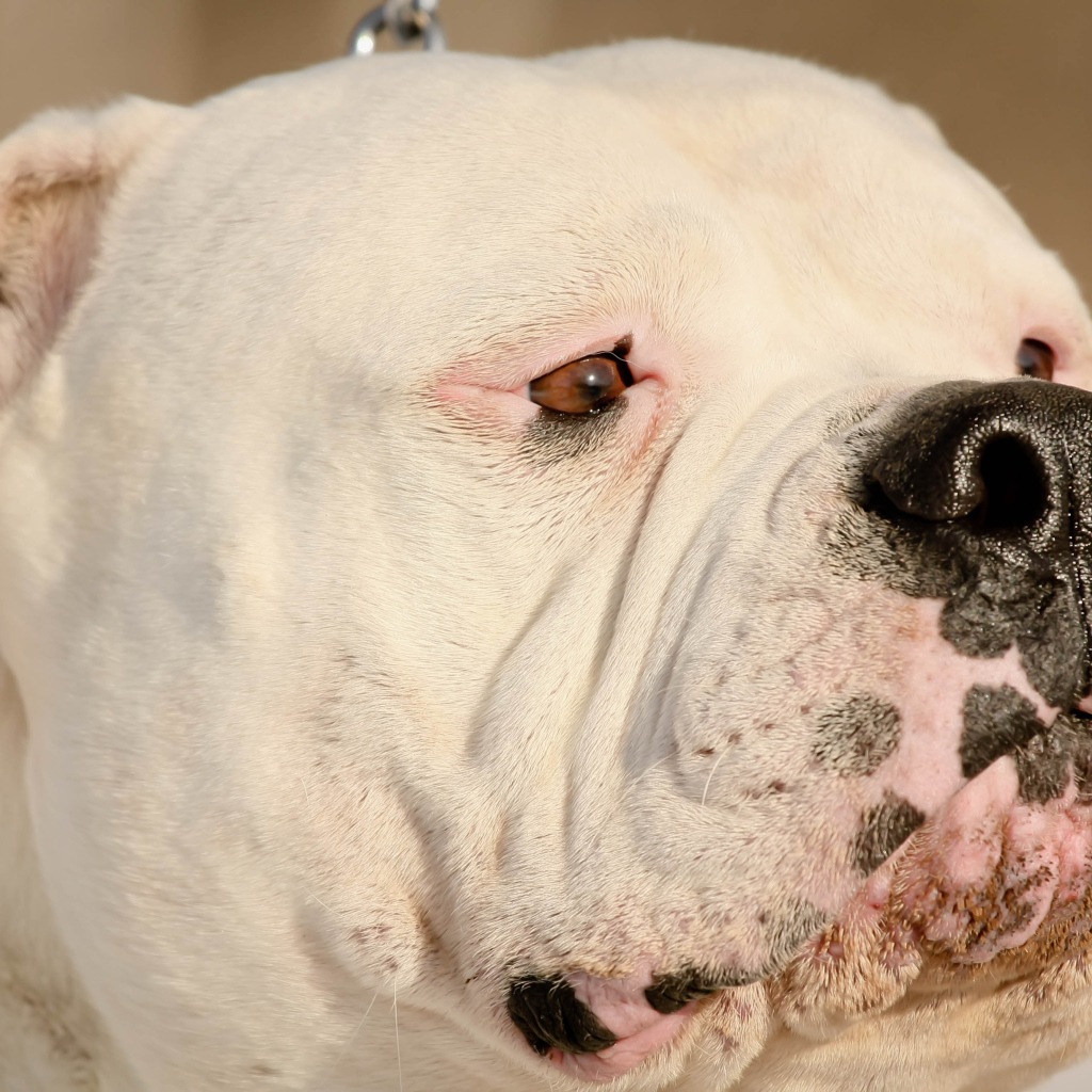 Американский бульдог крупным планом