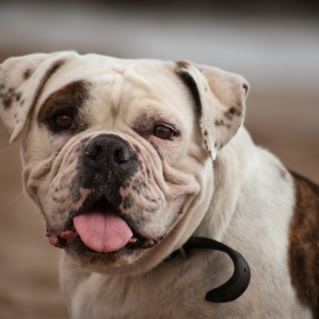 Американский бульдог смотрит на фотографа