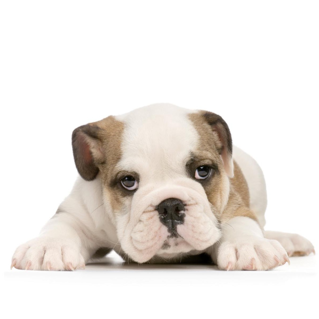 Щенок американского бульдога на белом фоне