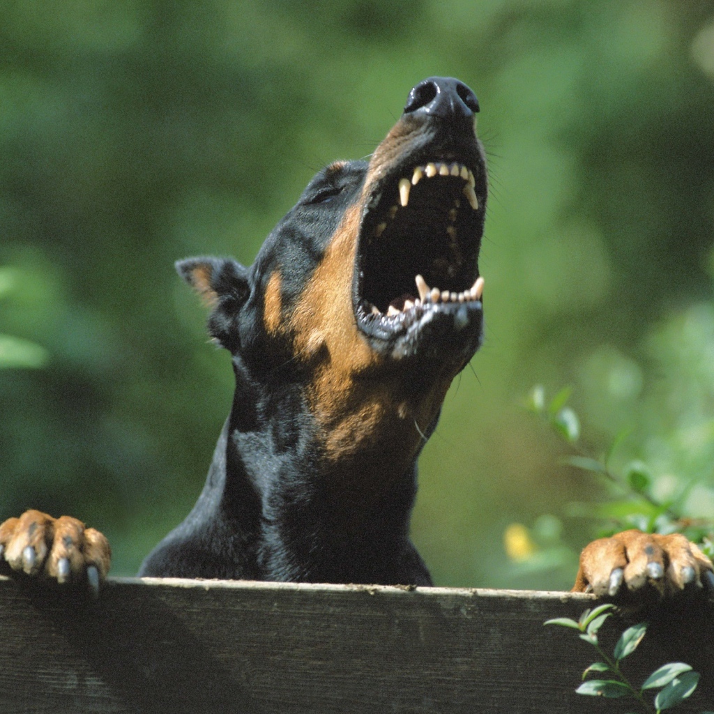 Злой доберман лает