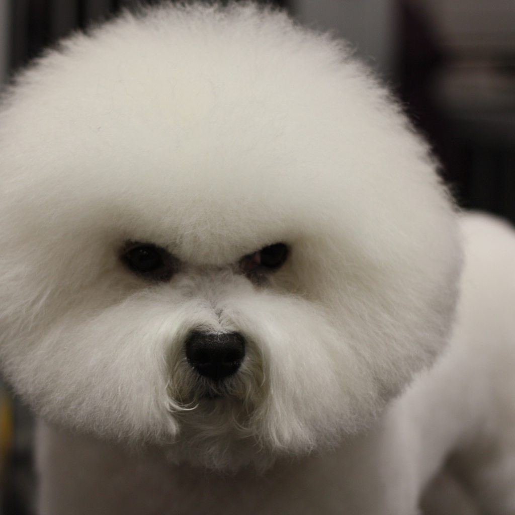 Злая собака породы бишон-фриз