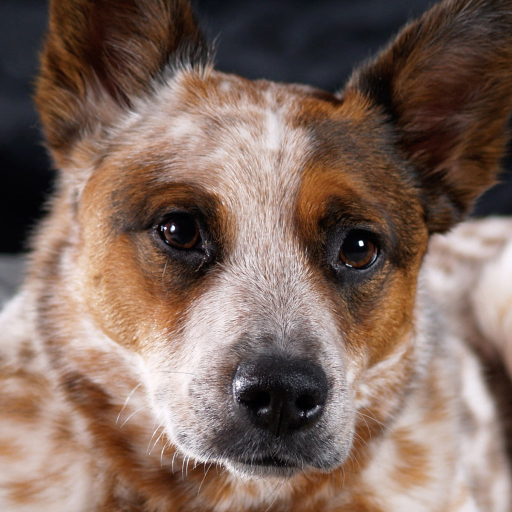 Австралийская пастушья собака крупным планом