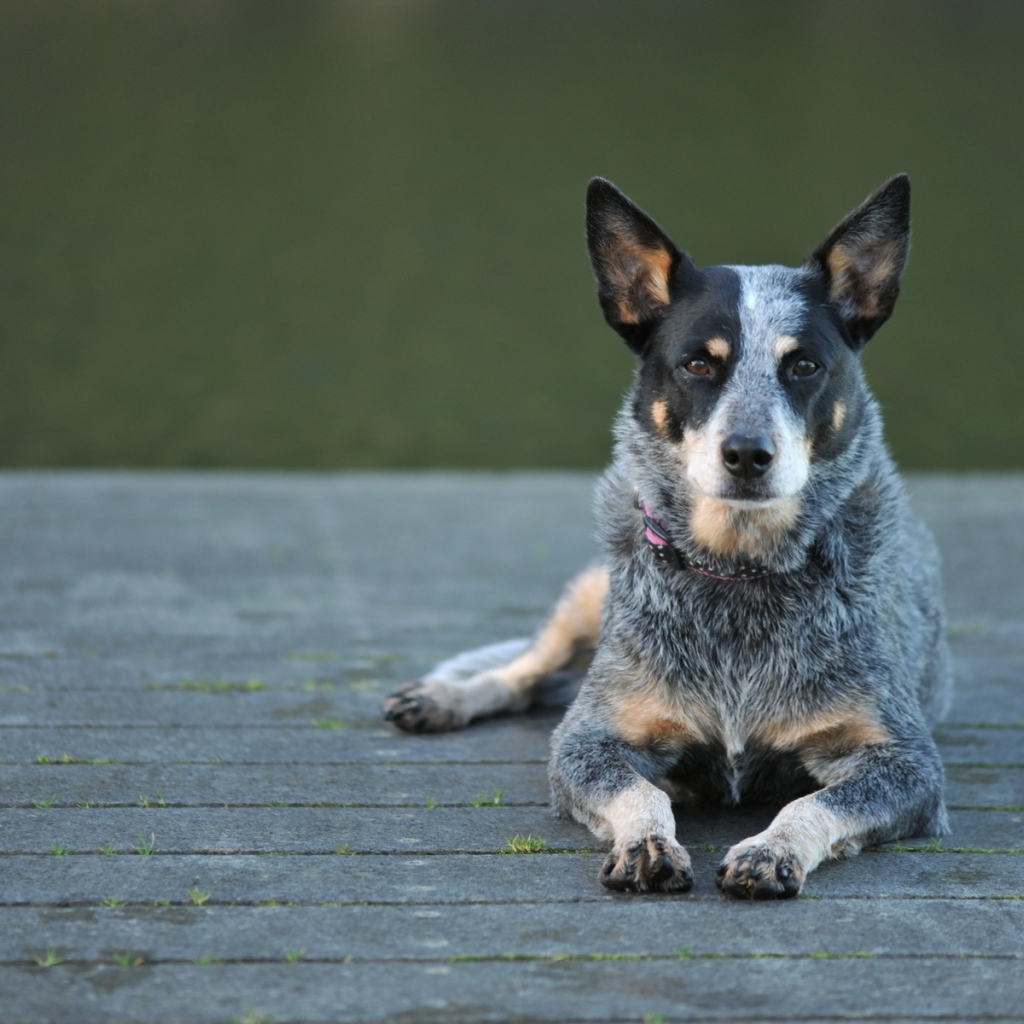 Австралийская пастушья собака на деревянном мосту
