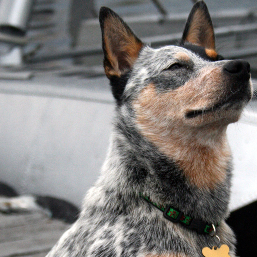 Австралийская пастушья собака щурится