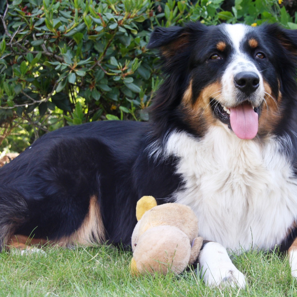 Австралийская овчарка с игрушкой