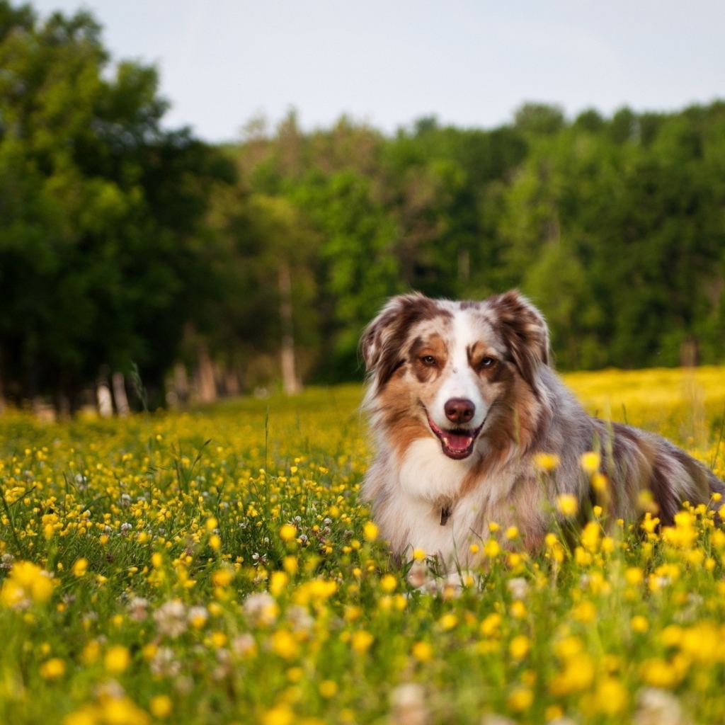Австралийская овчарка в одуванчиках