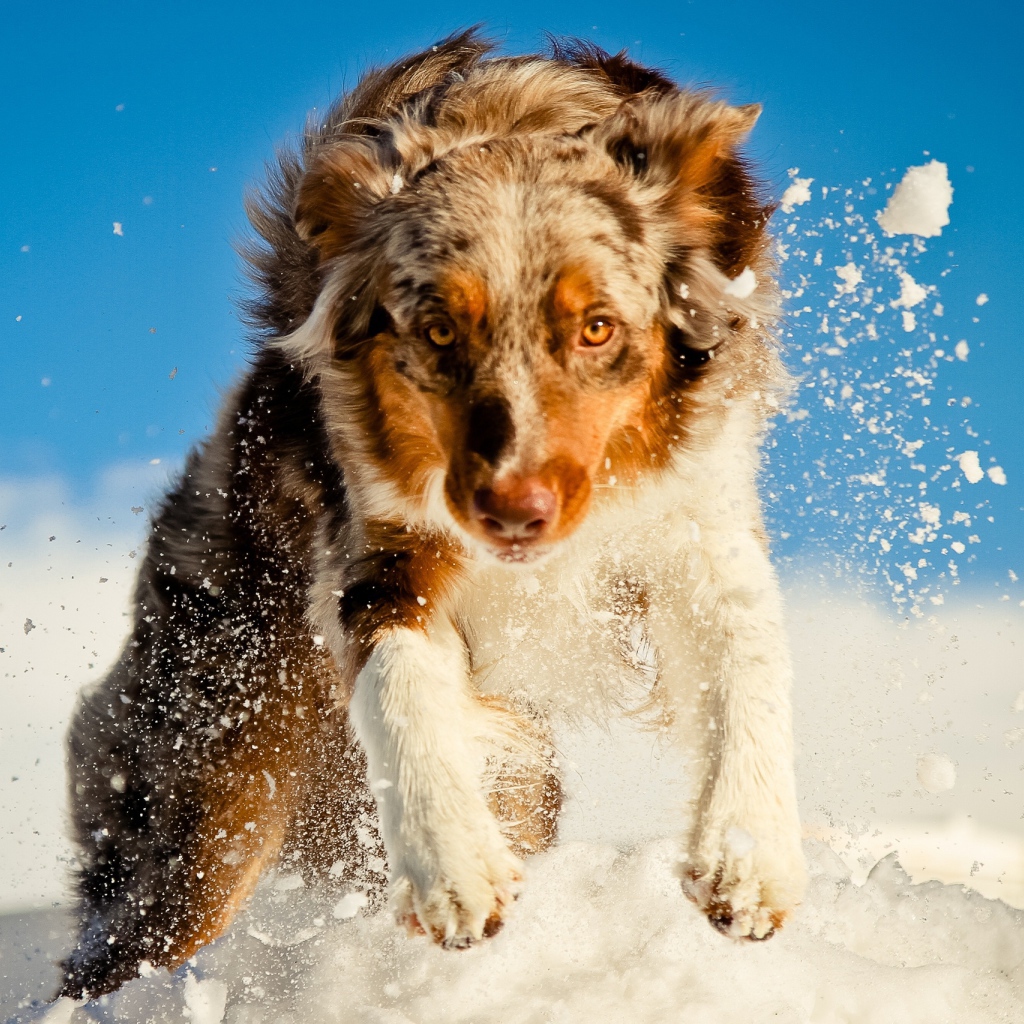 Австралийская овчарка в снегу