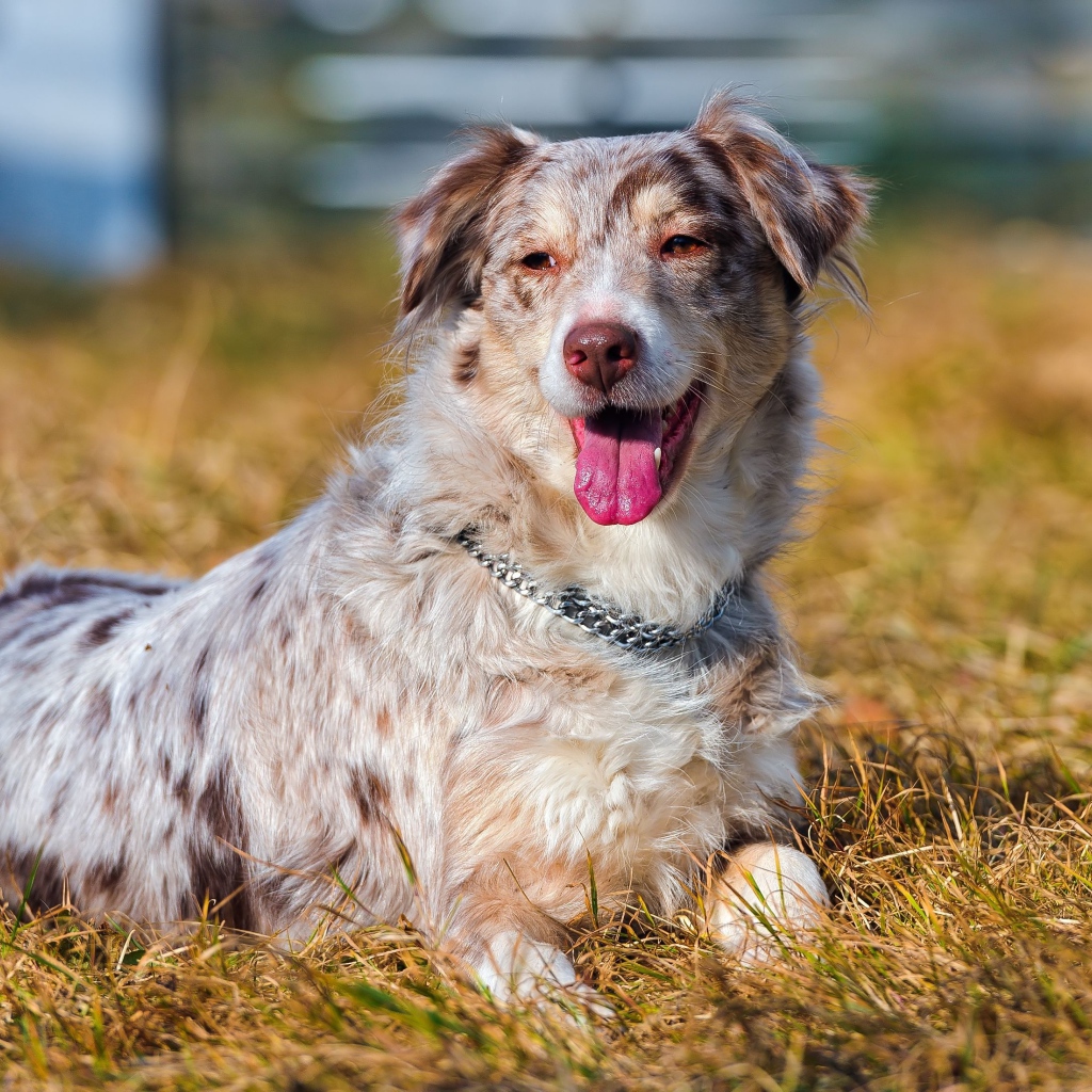 Австралийская овчарка на высохшей траве