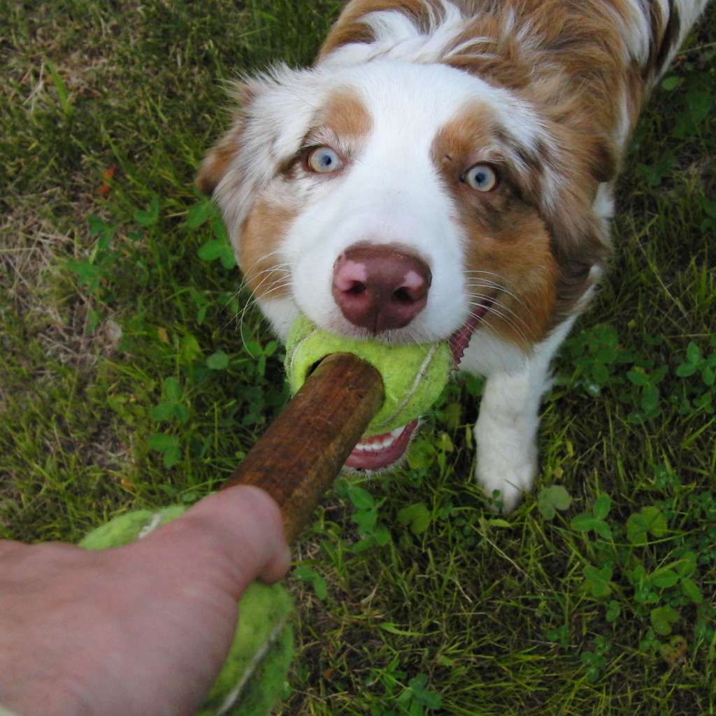 Австралийская овчарка играет с хозяином
