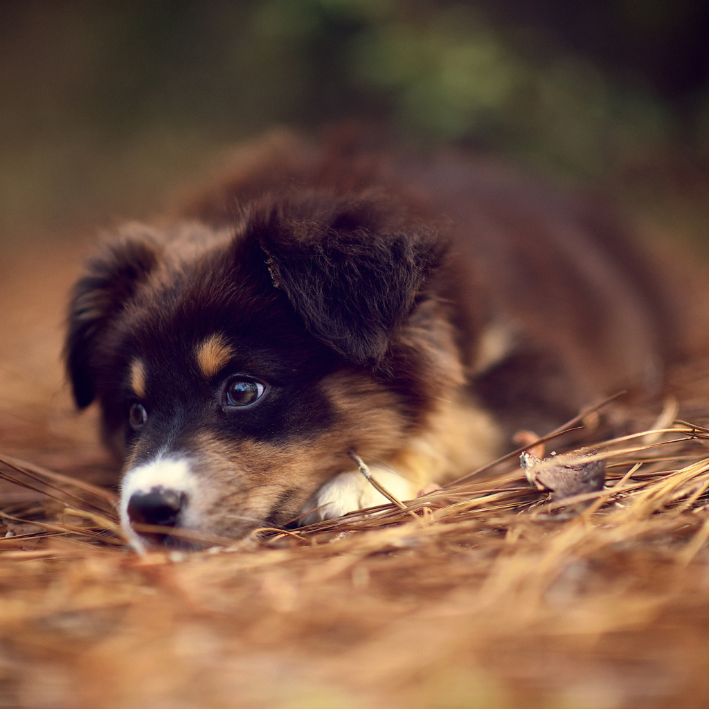 Щенок австралийской овчарки