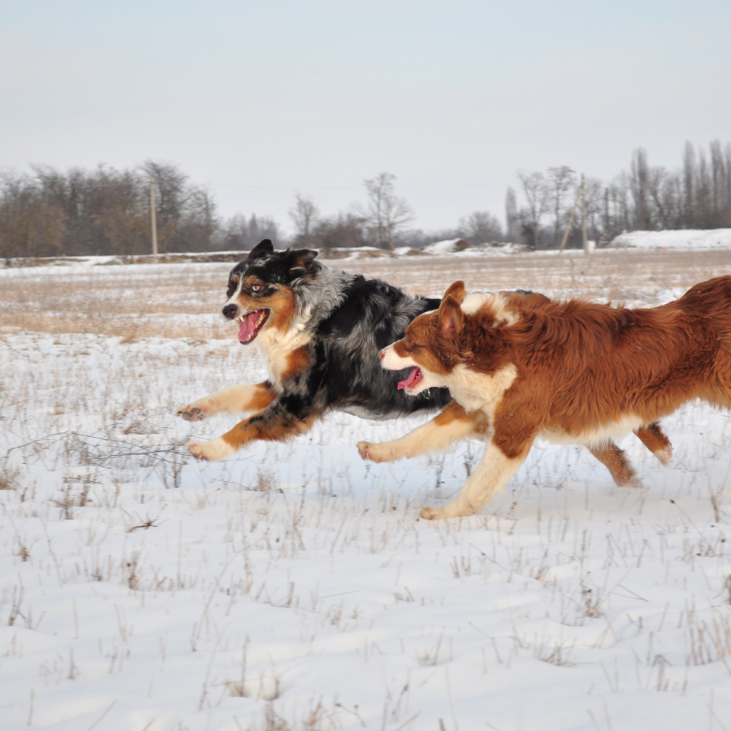 Австралийские овчарки бегут зимой