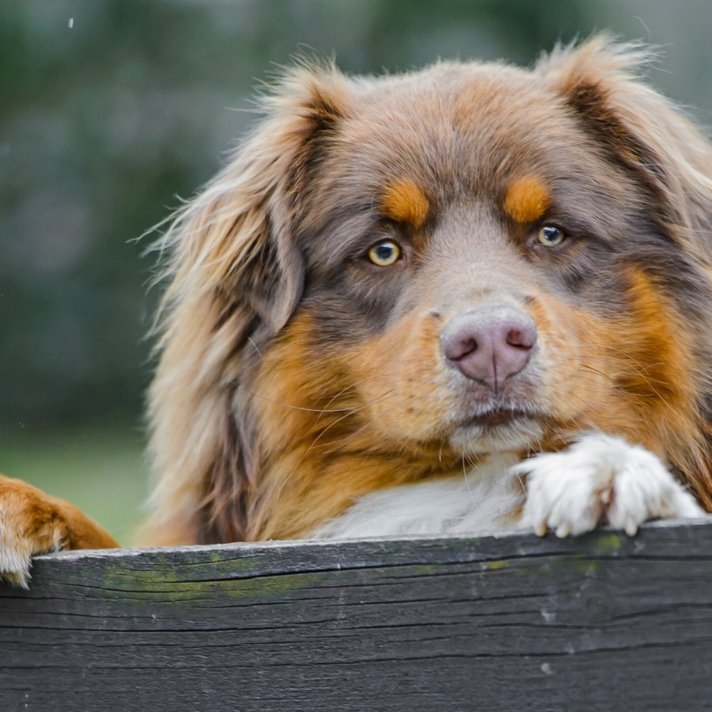 Австралийская овчарка охраняет территорию