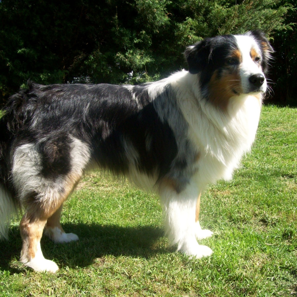 Австралийская овчарка засмотрелась