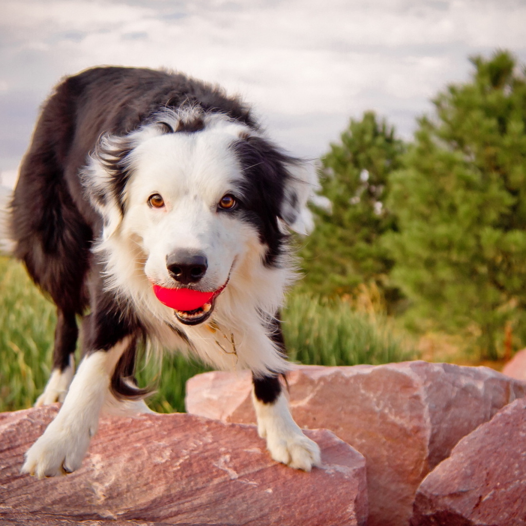 Австралийская овчарка с мячом