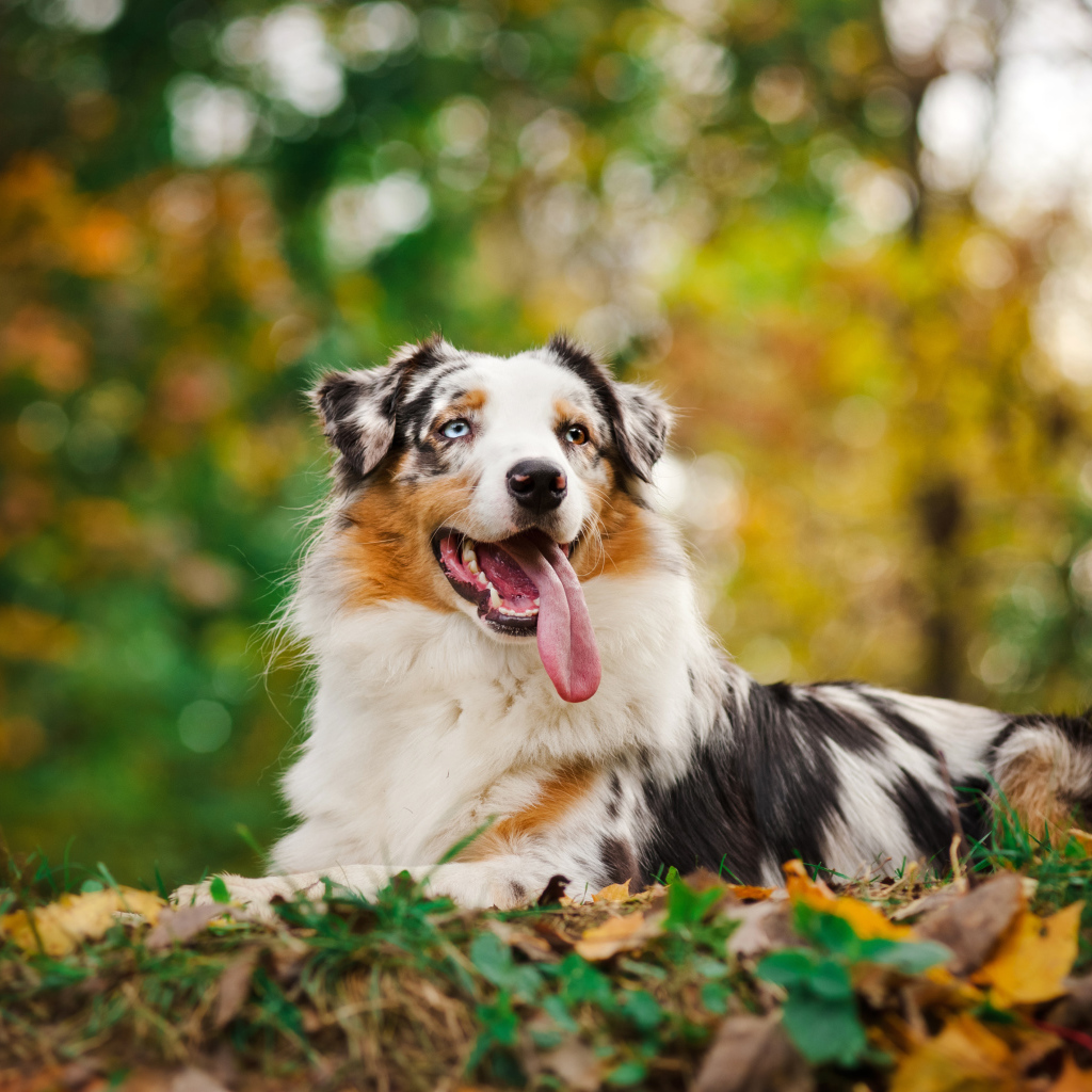 Австралийская овчарка с длинным языком