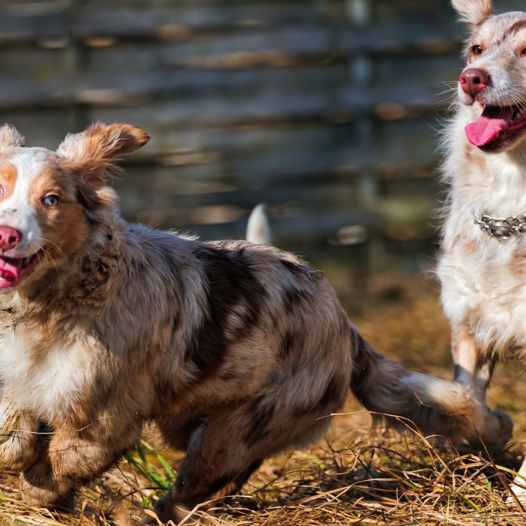 Австралийские овчарки играют